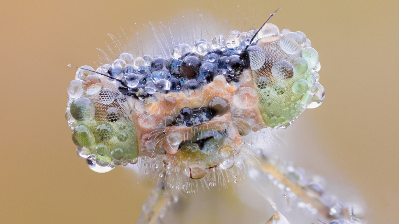 Macro Fly Water Drops for 1366 x 768 HDTV resolution