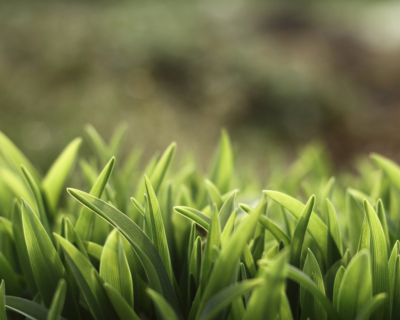 Macro Grass for 1280 x 1024 resolution