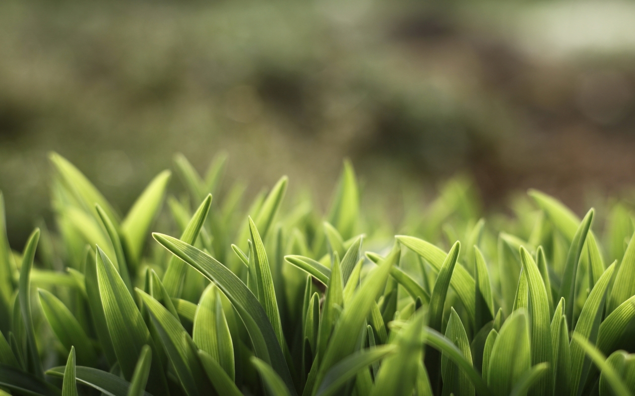 Macro Grass for 1280 x 800 widescreen resolution