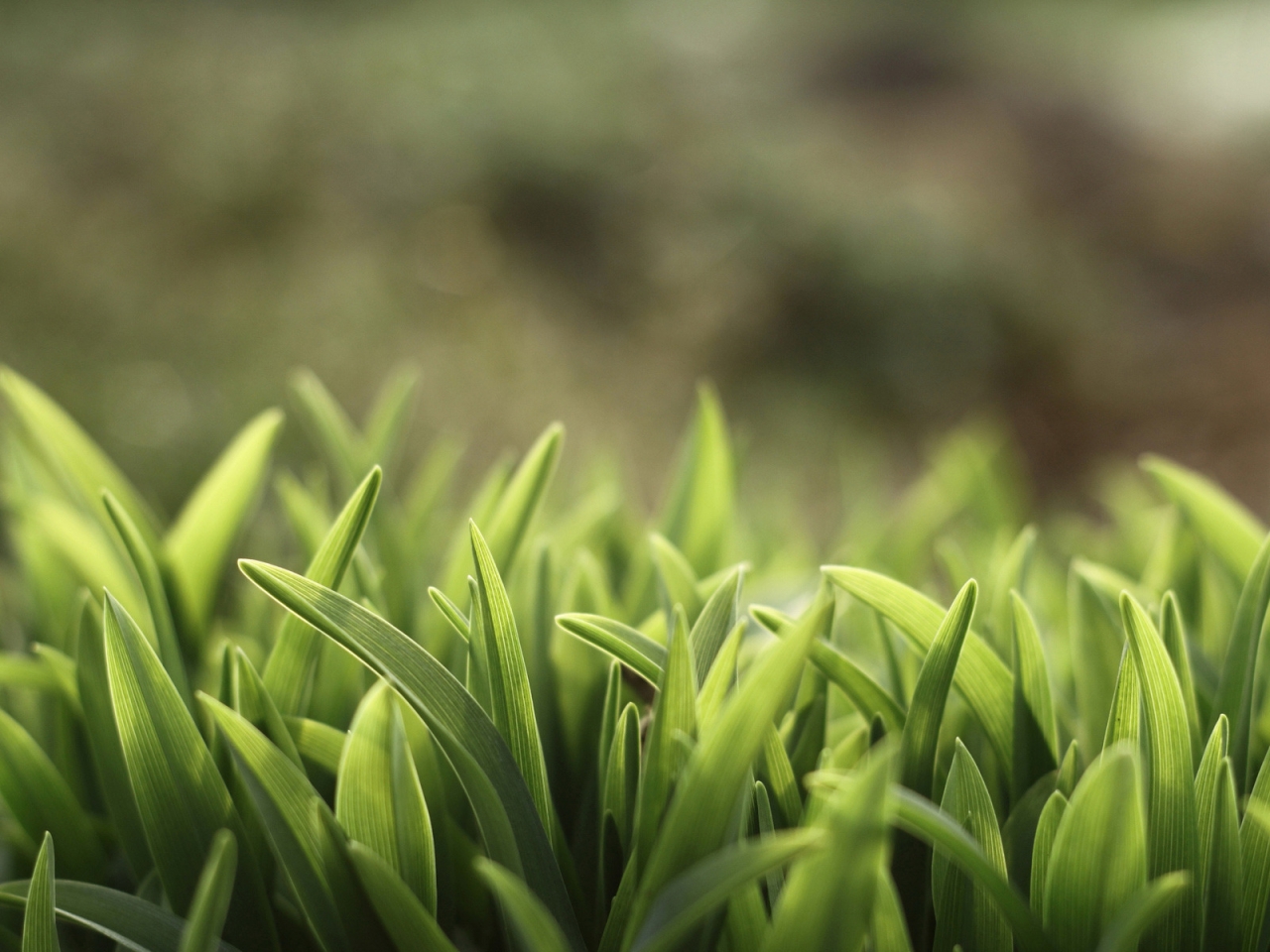 Macro Grass for 1280 x 960 resolution