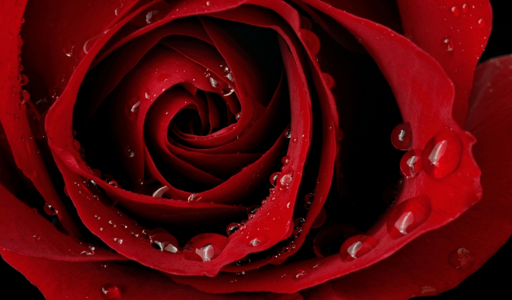 Macro Red Rose for 1024 x 600 widescreen resolution