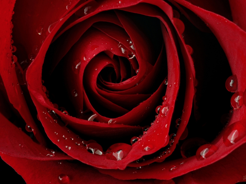 Macro Red Rose for 1024 x 768 resolution