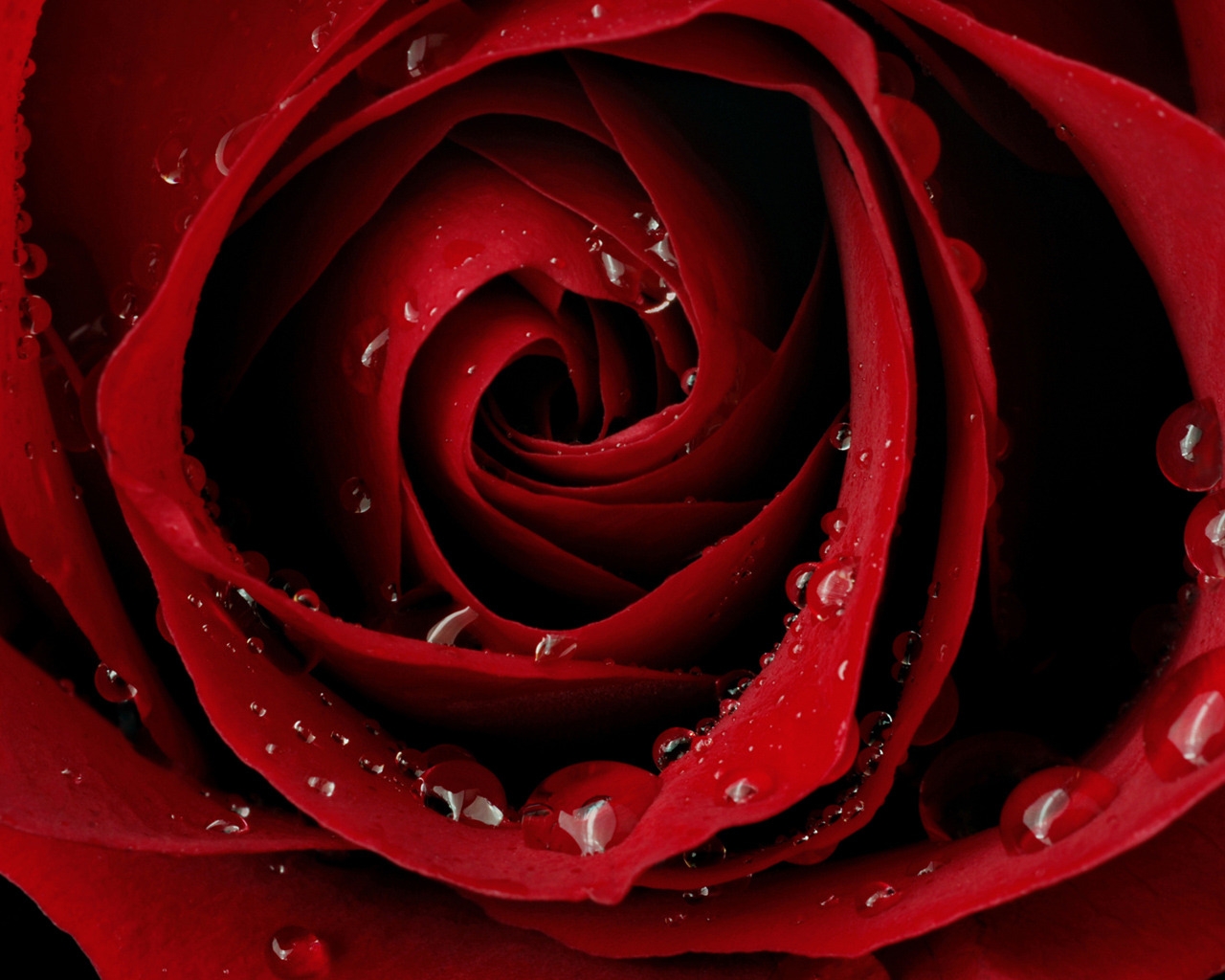 Macro Red Rose for 1280 x 1024 resolution