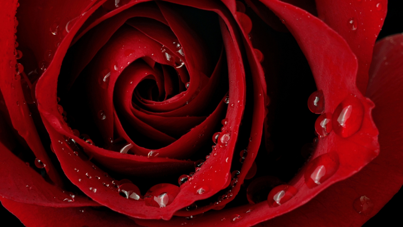 Macro Red Rose for 1366 x 768 HDTV resolution