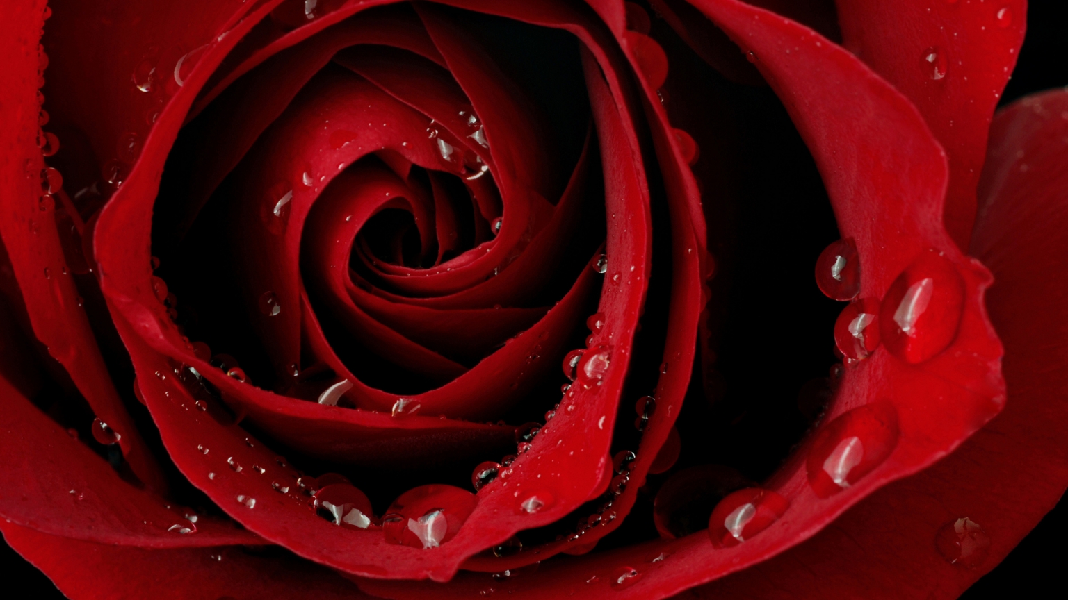 Macro Red Rose for 1536 x 864 HDTV resolution