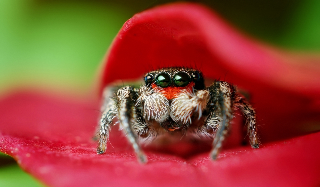 Macro Spider for 1024 x 600 widescreen resolution