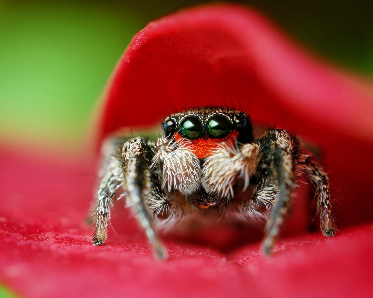 Macro Spider for 1280 x 1024 resolution