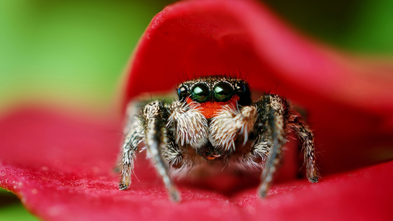 Macro Spider for 1366 x 768 HDTV resolution