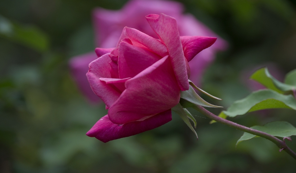 Magenta Rose for 1024 x 600 widescreen resolution