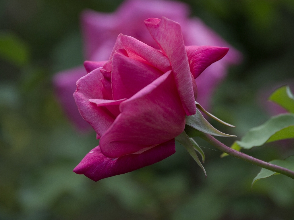 Magenta Rose for 1024 x 768 resolution