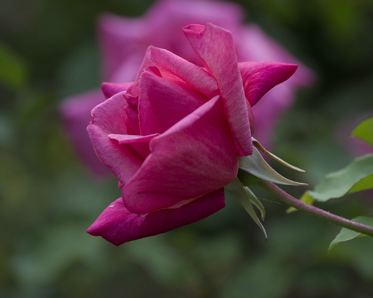 Magenta Rose for 1280 x 1024 resolution