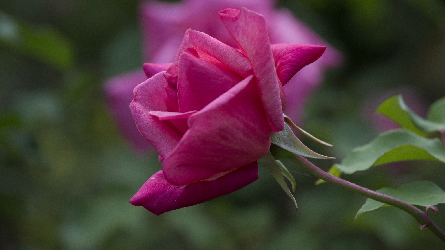 Magenta Rose for 1536 x 864 HDTV resolution