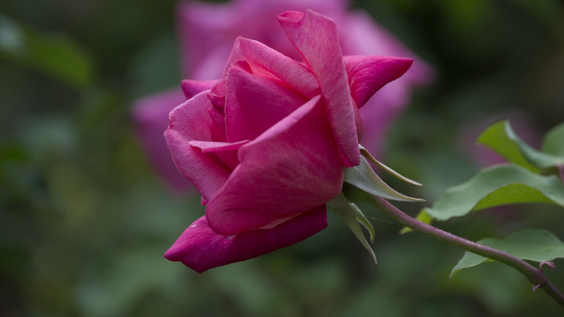 Magenta Rose for 1920 x 1080 HDTV 1080p resolution