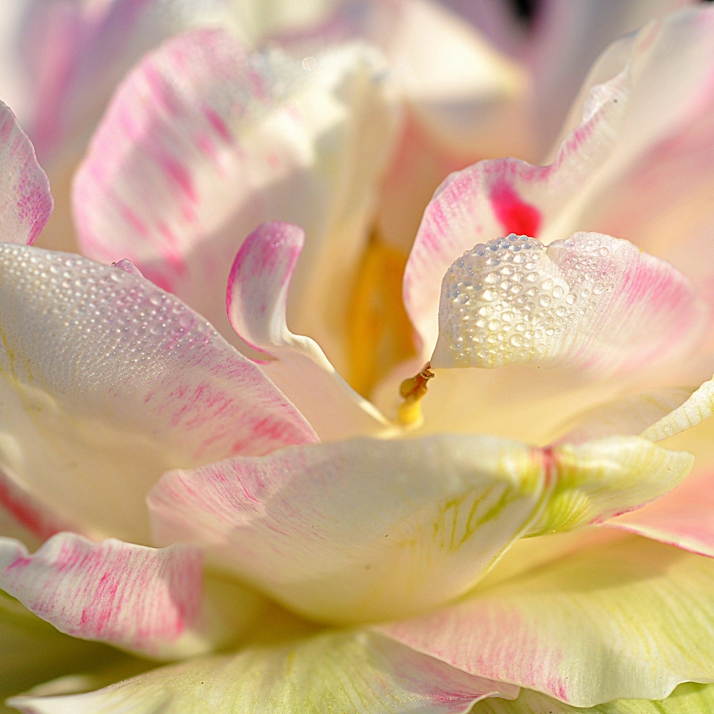 Magnolia Petals for 1024 x 1024 iPad resolution