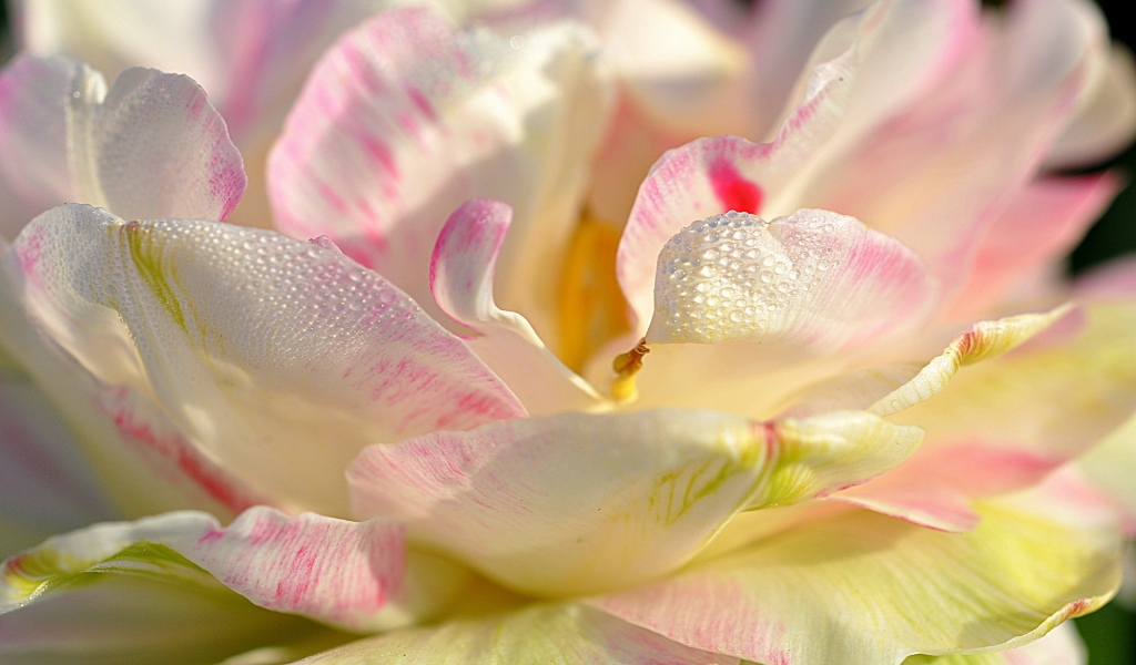Magnolia Petals for 1024 x 600 widescreen resolution