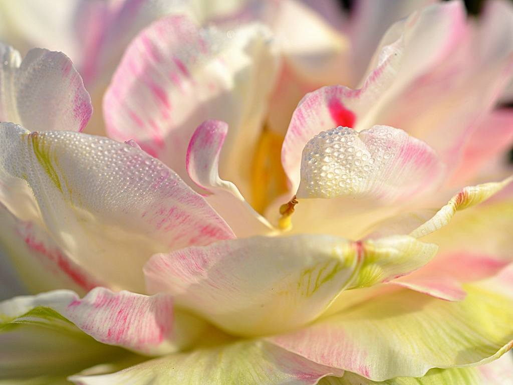 Magnolia Petals for 1024 x 768 resolution