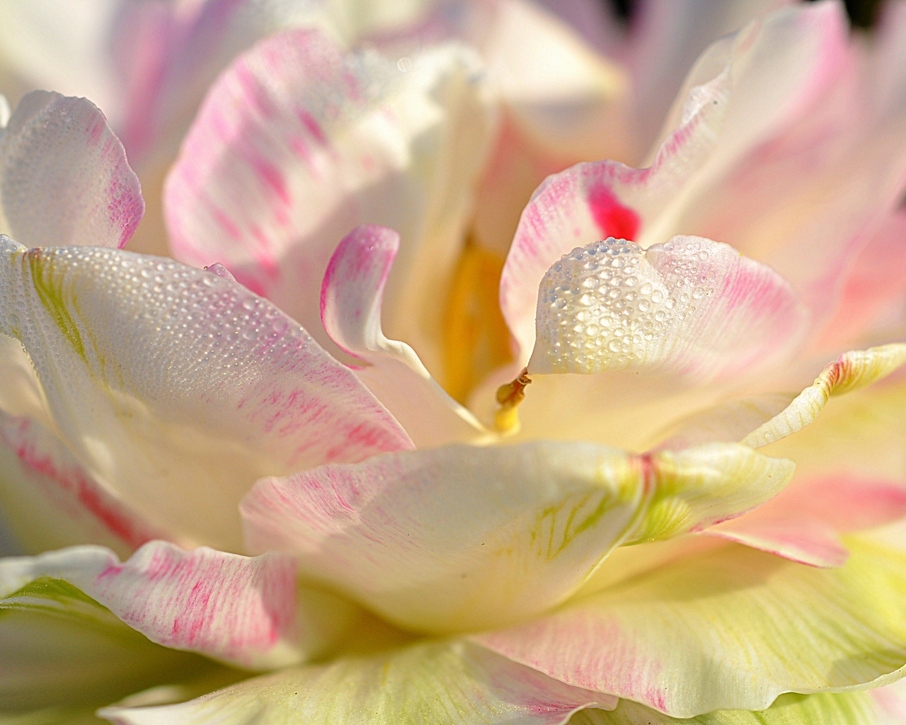 Magnolia Petals for 1280 x 1024 resolution