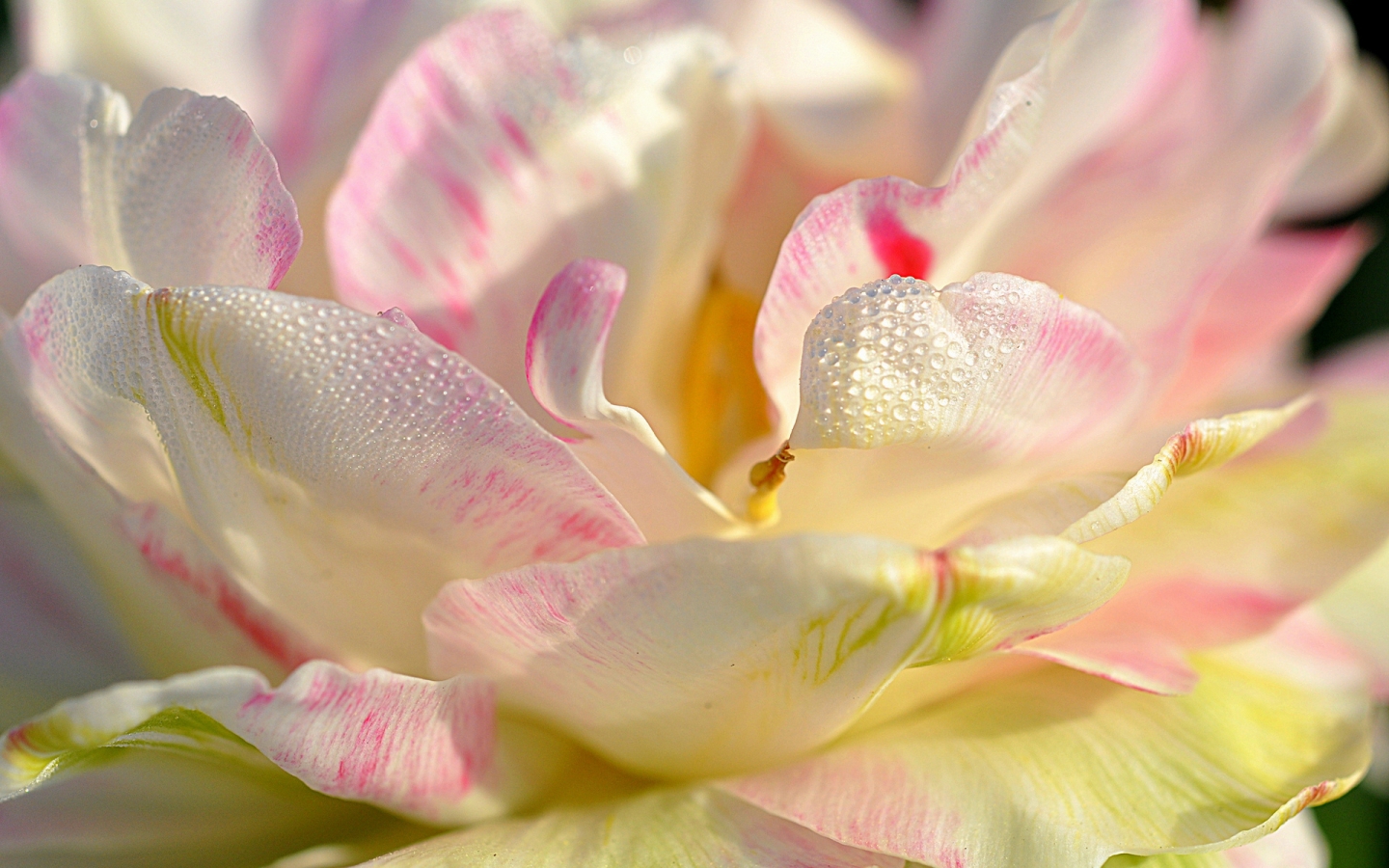 Magnolia Petals for 1440 x 900 widescreen resolution