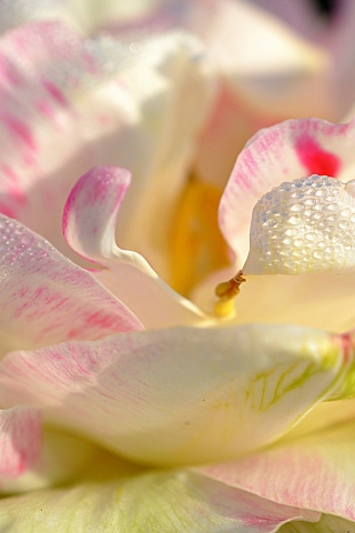 Magnolia Petals for 320 x 480 iPhone resolution