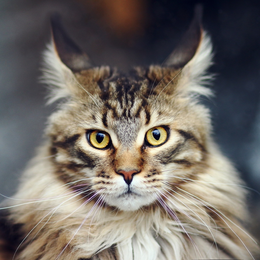 Maine Coon Cat for 1024 x 1024 iPad resolution