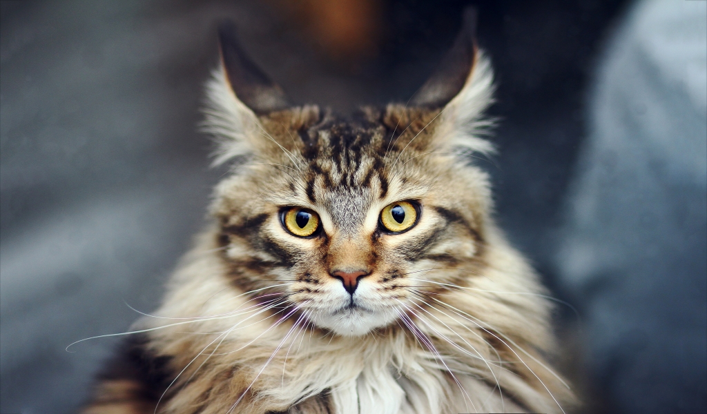 Maine Coon Cat for 1024 x 600 widescreen resolution