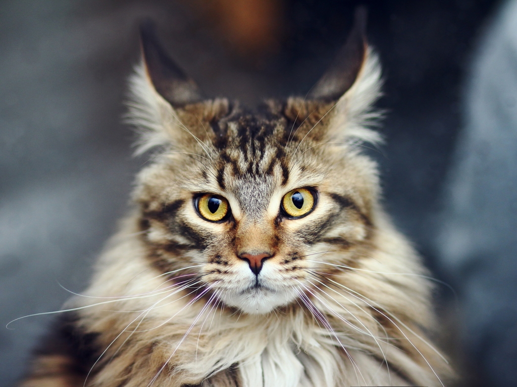 Maine Coon Cat for 1024 x 768 resolution