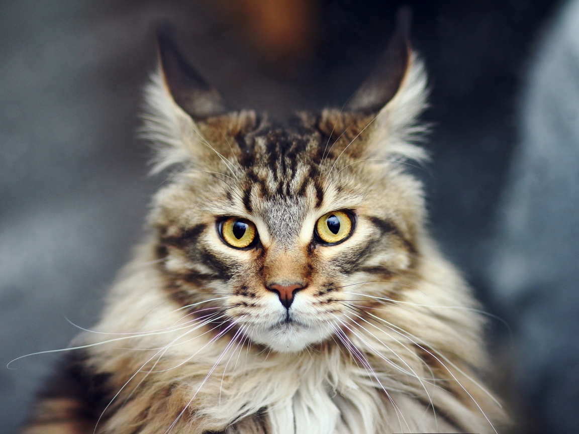 Maine Coon Cat for 1152 x 864 resolution
