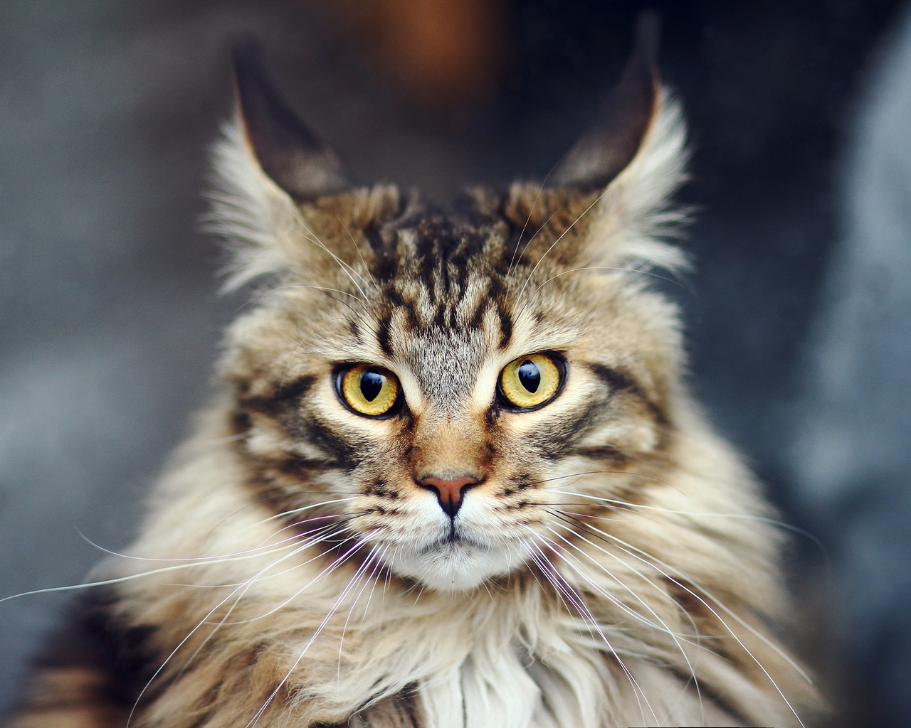Maine Coon Cat for 1280 x 1024 resolution