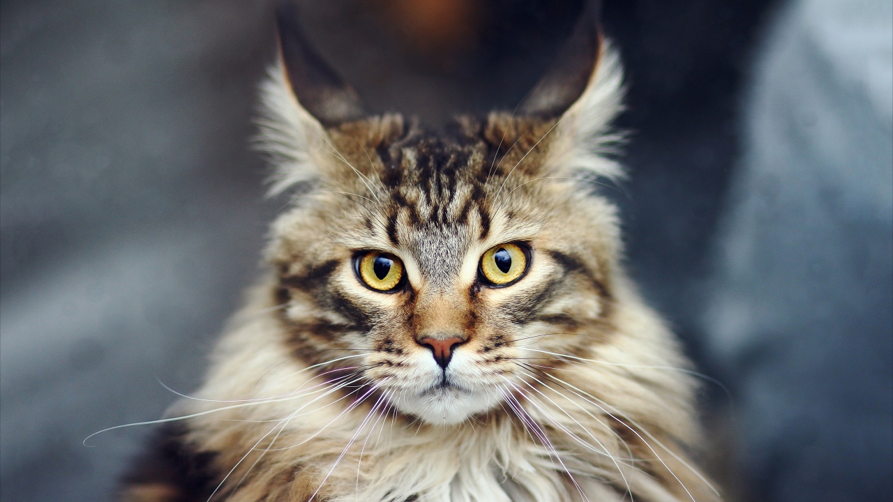 Maine Coon Cat for 1280 x 720 HDTV 720p resolution