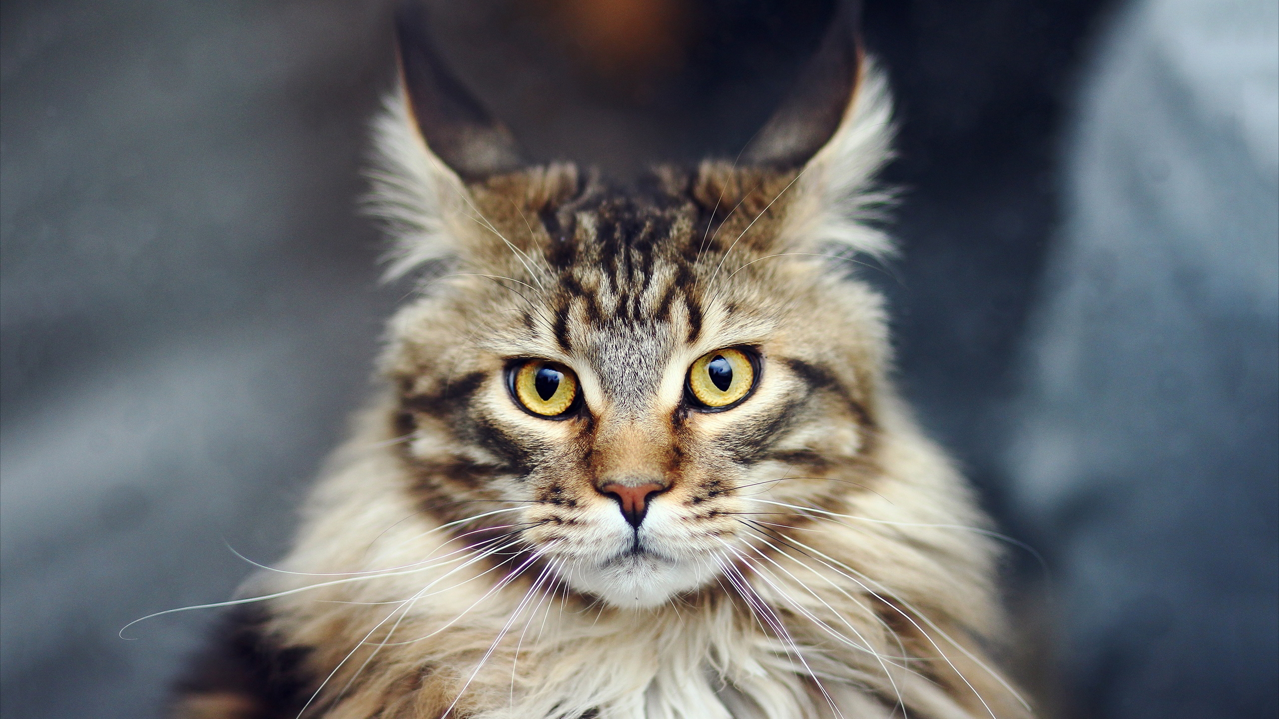 Maine Coon Cat for 2560x1440 HDTV resolution