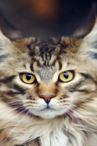 Maine Coon Cat for 320 x 480 iPhone resolution