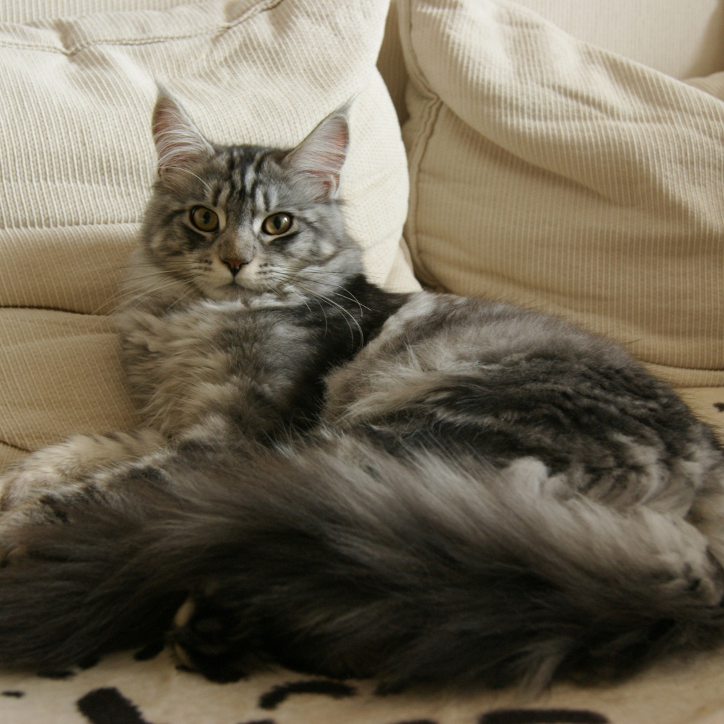 Maine Coon Cat Chilling for 1024 x 1024 iPad resolution
