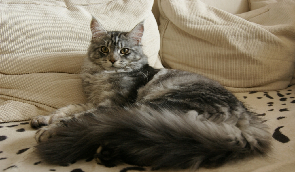 Maine Coon Cat Chilling for 1024 x 600 widescreen resolution