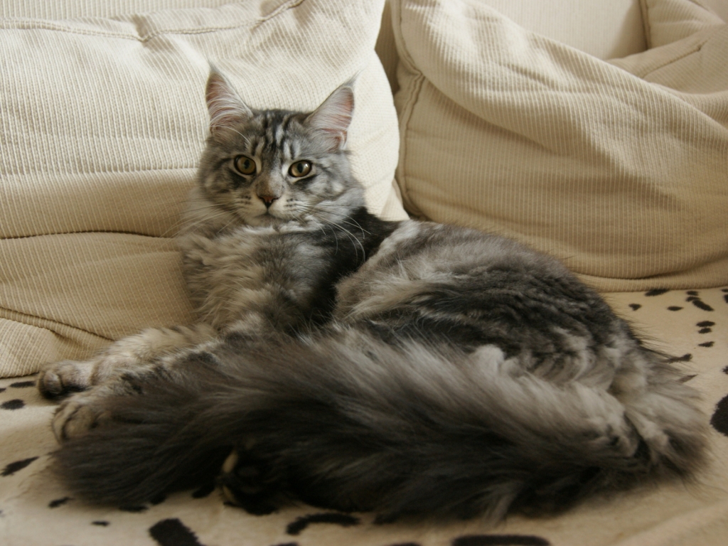 Maine Coon Cat Chilling for 1024 x 768 resolution