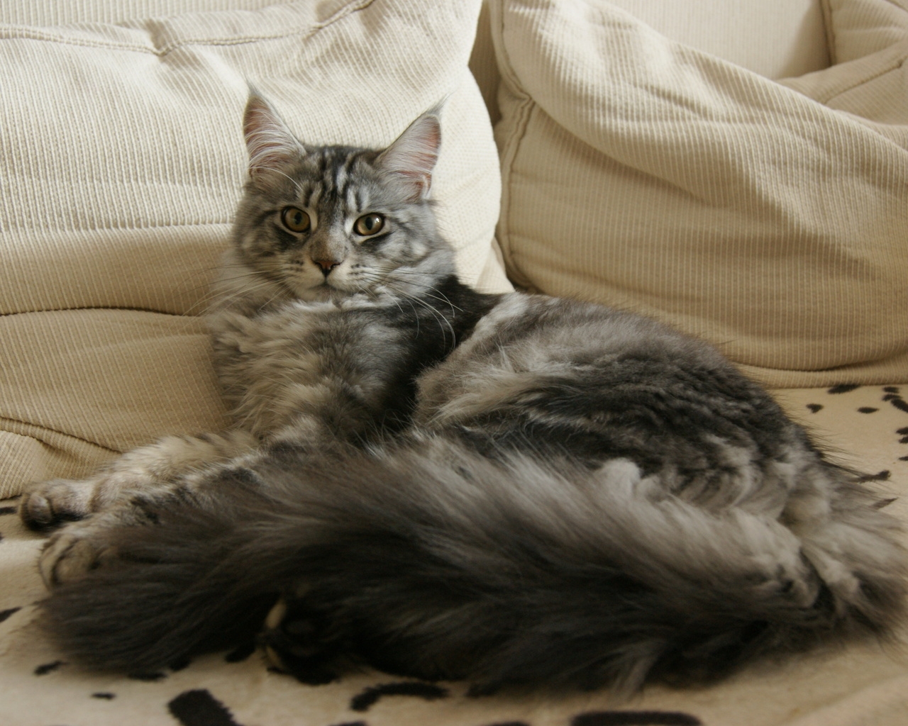 Maine Coon Cat Chilling for 1280 x 1024 resolution