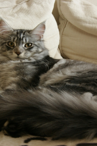 Maine Coon Cat Chilling for 320 x 480 iPhone resolution
