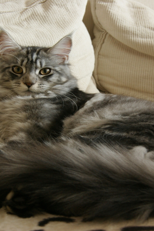 Maine Coon Cat Chilling for 640 x 960 iPhone 4 resolution