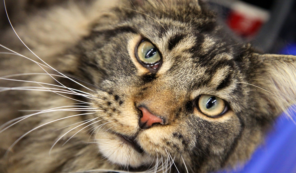 Maine Coon Close Up for 1024 x 600 widescreen resolution