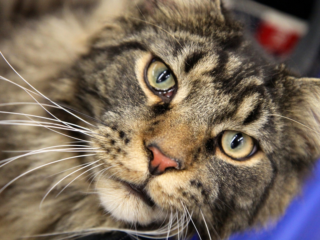 Maine Coon Close Up for 1024 x 768 resolution