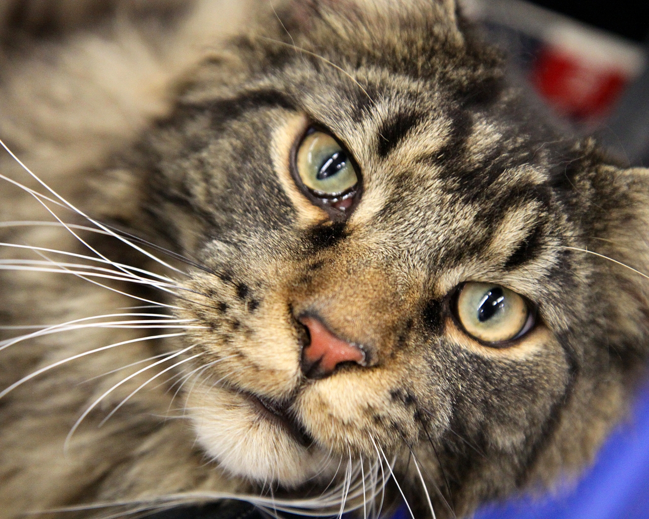 Maine Coon Close Up for 1280 x 1024 resolution