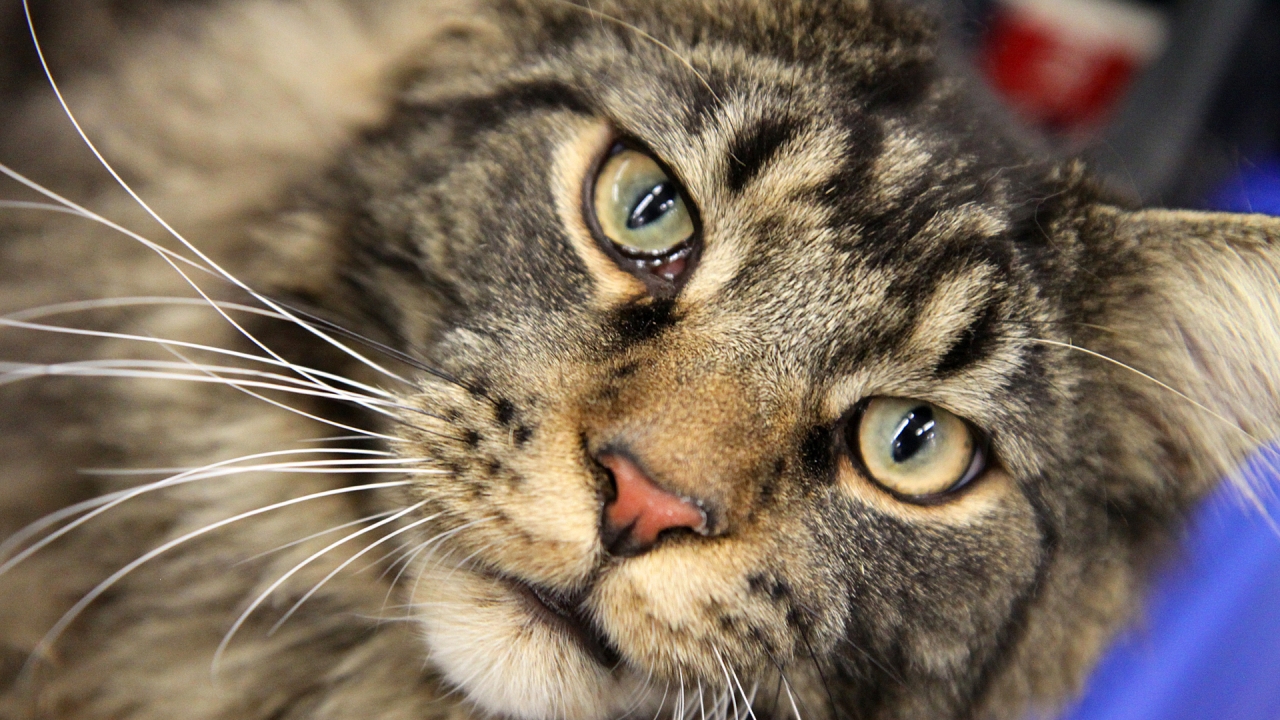 Maine Coon Close Up for 1280 x 720 HDTV 720p resolution