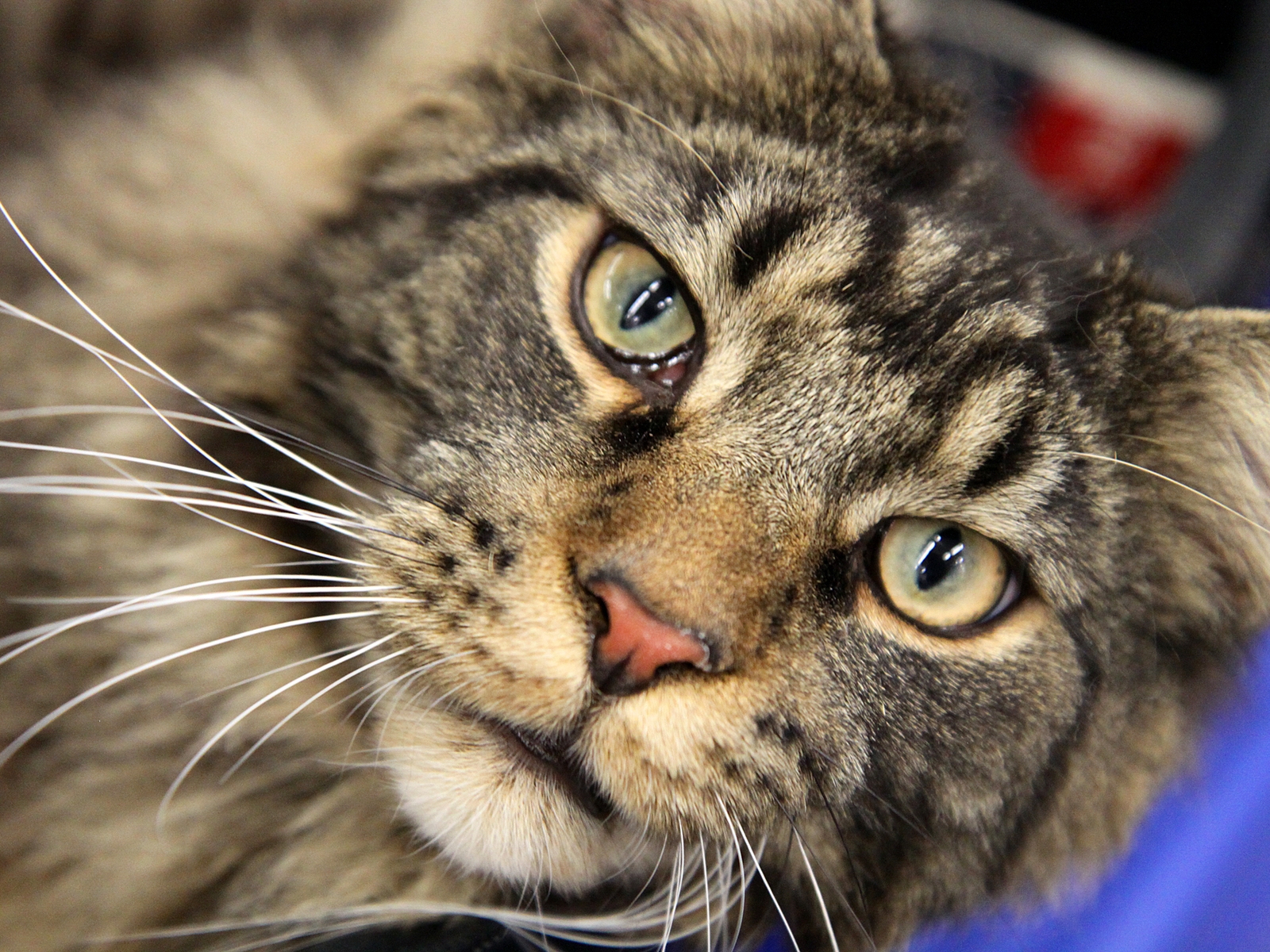 Maine Coon Close Up for 1600 x 1200 resolution