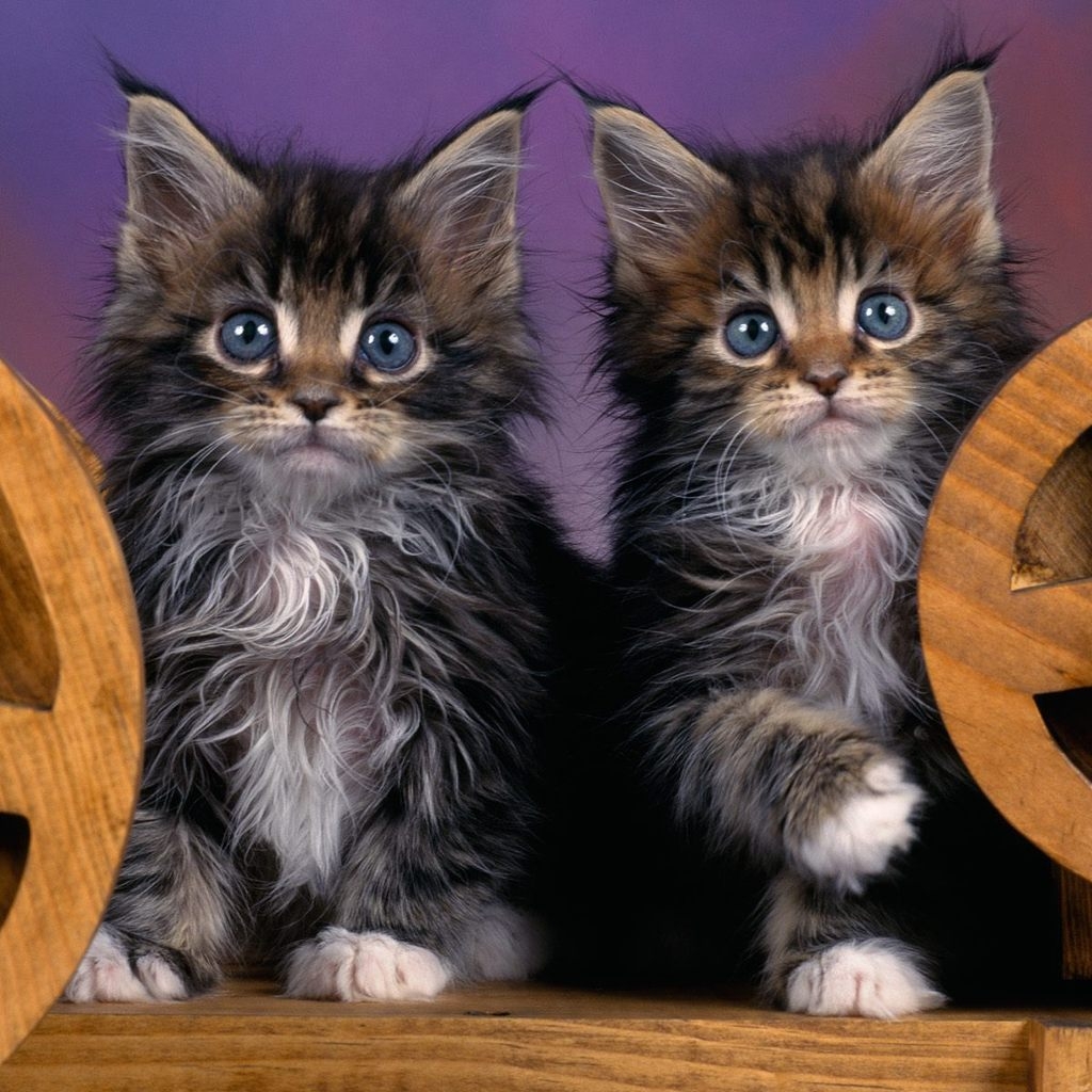 Maine Coon Kittens for 1024 x 1024 iPad resolution