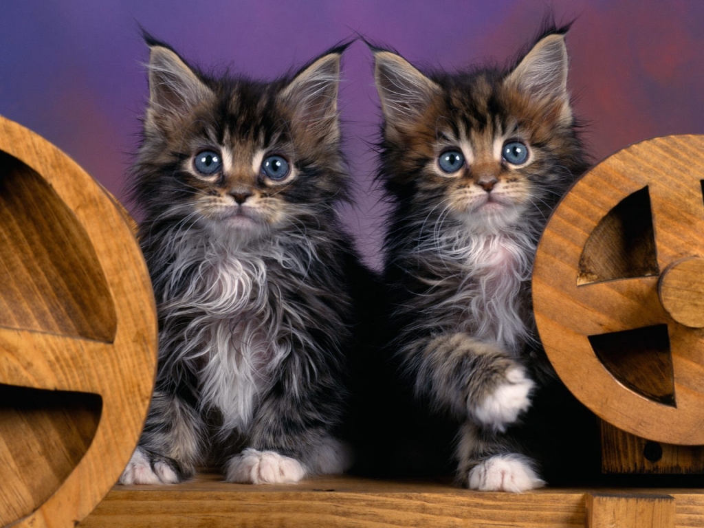 Maine Coon Kittens for 1024 x 768 resolution