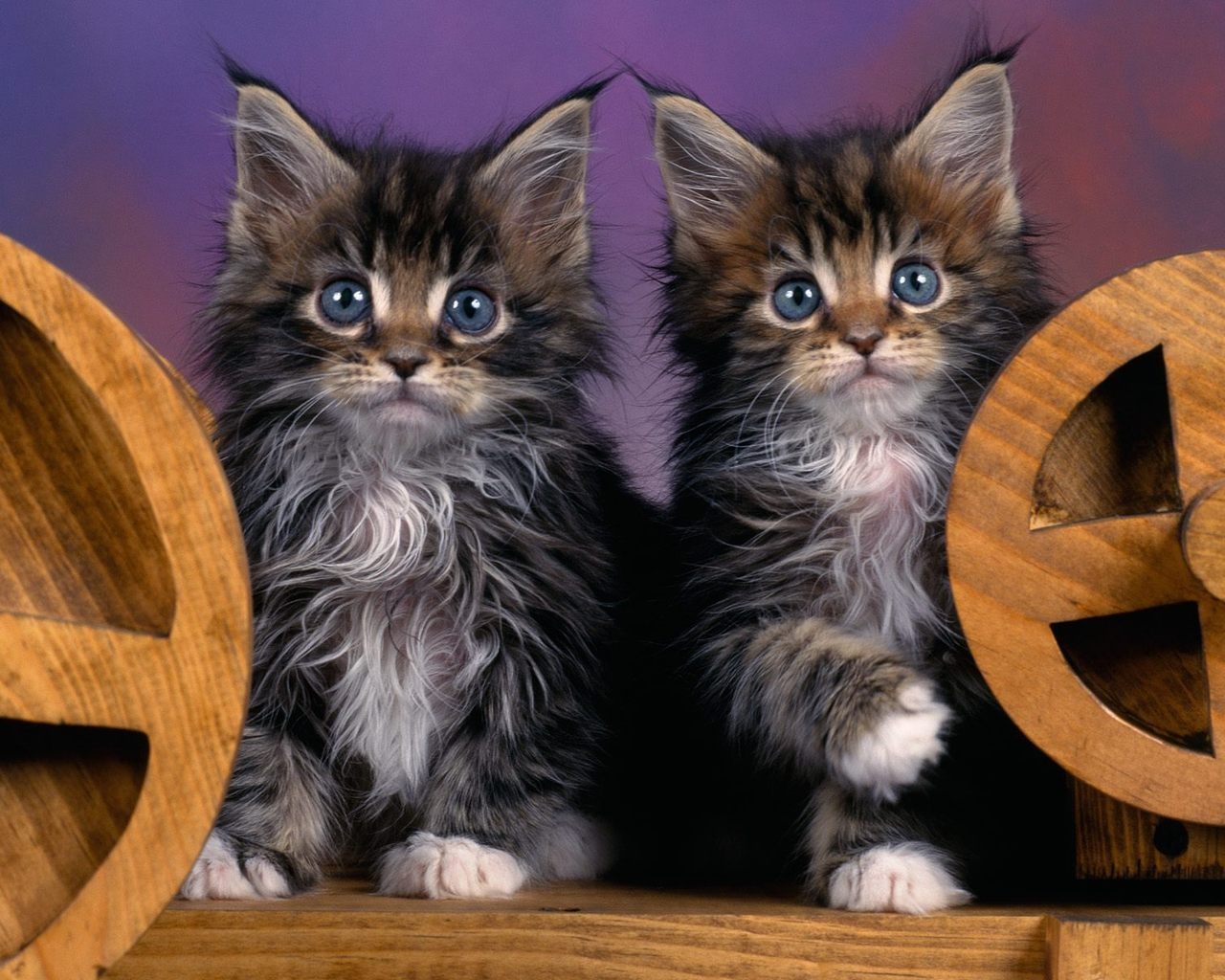 Maine Coon Kittens for 1280 x 1024 resolution