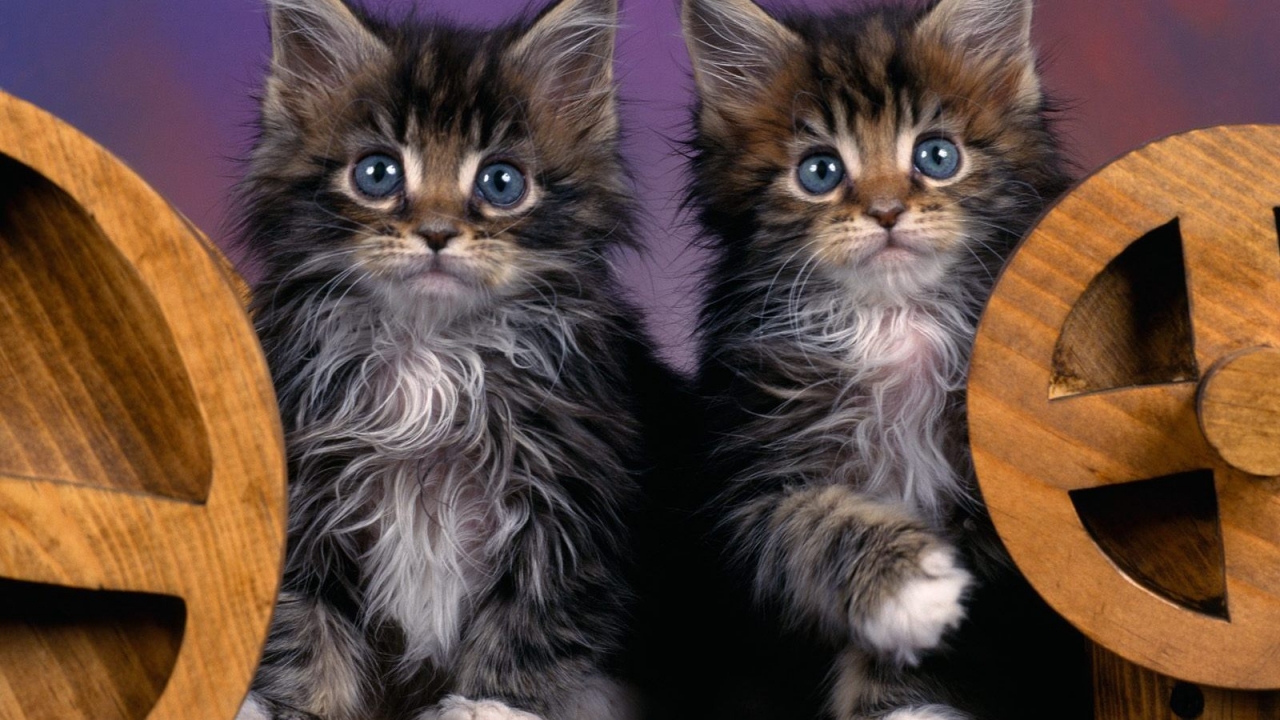 Maine Coon Kittens for 1280 x 720 HDTV 720p resolution