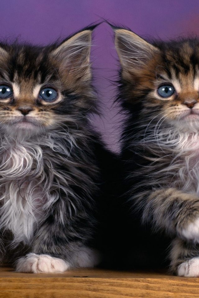 Maine Coon Kittens for 640 x 960 iPhone 4 resolution