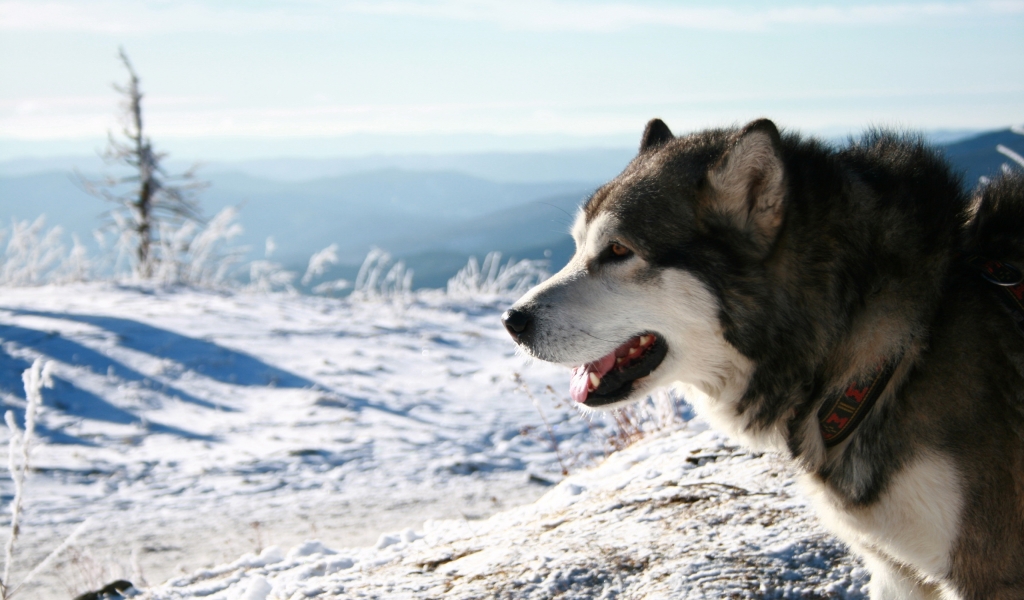Malamute Dog for 1024 x 600 widescreen resolution