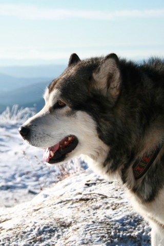Malamute Dog for 320 x 480 iPhone resolution