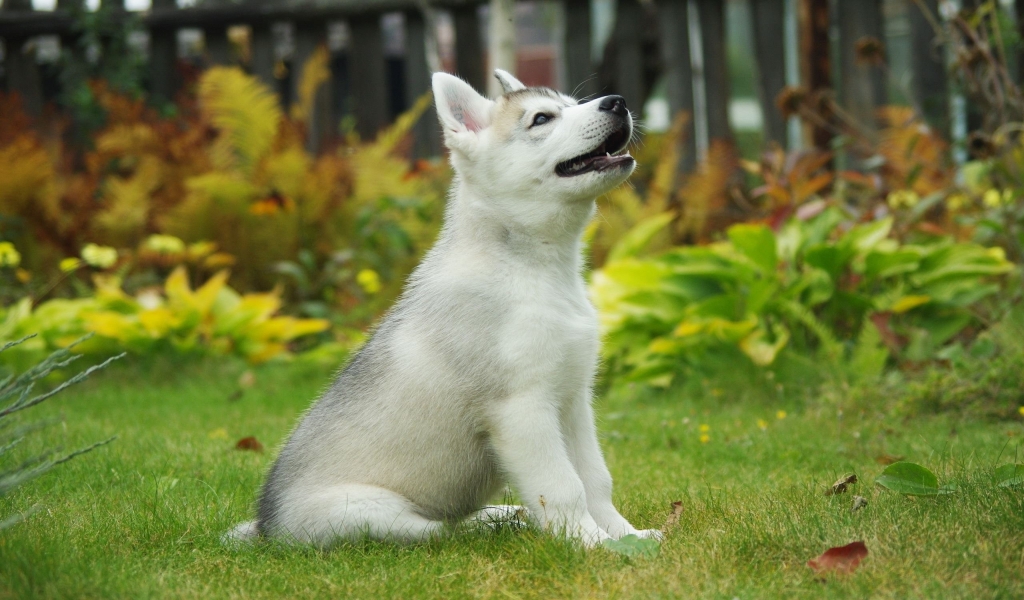 Malamute Puppy for 1024 x 600 widescreen resolution